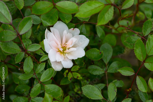 A beautiful white rose on a bush among green leaves  a setective focus