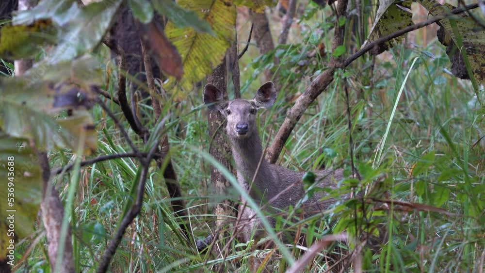 A sambar deer cautiously standing in the jungle in the Chitwan National Park and testing the breezes for any signs of danger. A sambar deer cautiously standing in the jungle in the Chitwan National Park and testing the breezes for any signs of danger.