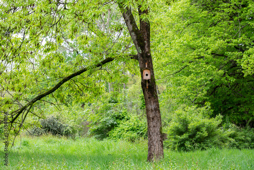 Bird house on a tree. Wooden birdhouse  nesting box for songbirds in park.