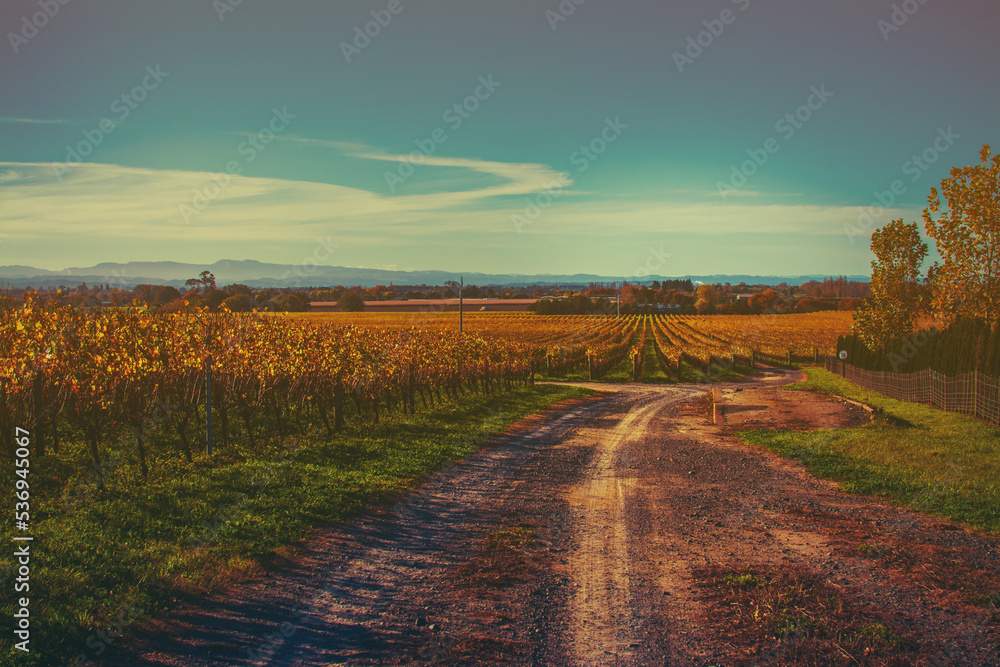 Retro style rural landscape with sunbaked dirt road running towards the rows of golden grapevines under clear blue sky. Autumn at Hawke's Bay, New Zealand