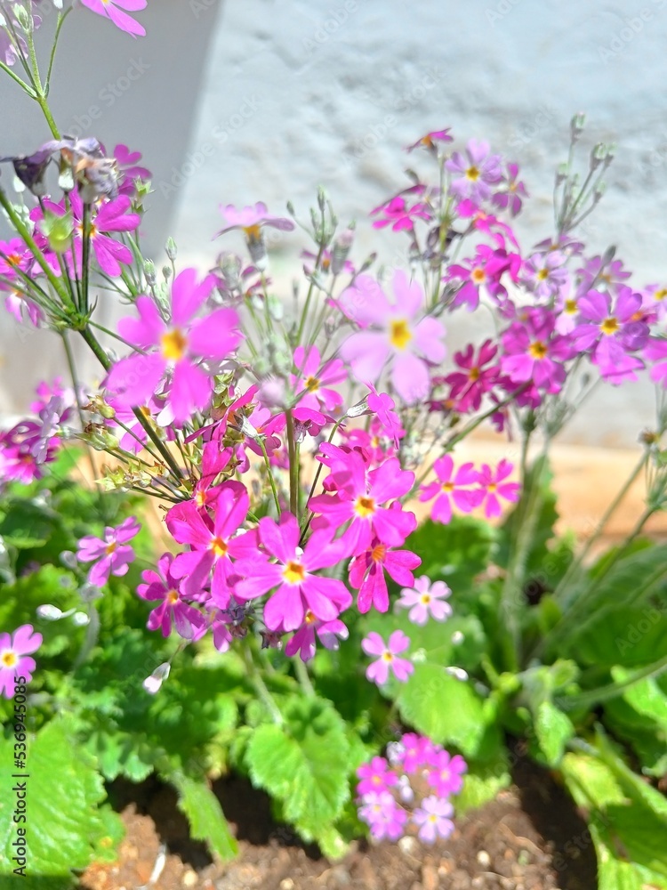 Obraz premium pink flowers in the garden