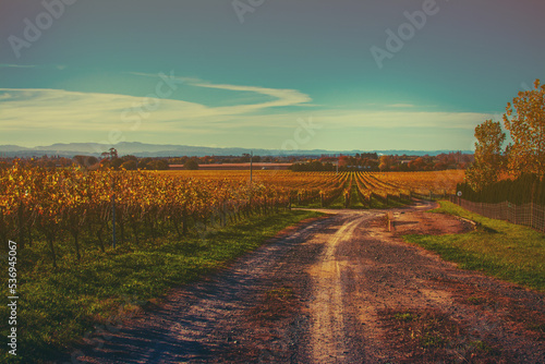 Retro style rural landscape with sunbaked dirt road running towards the rows of golden grapevines under clear blue sky. Autumn at Hawke s Bay  New Zealand