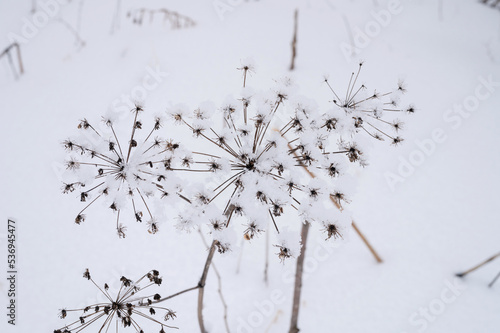 snowy winter season in nature. fresh icy frozen snow and snowflakes covered branch of withered weeds grass umbrella plant on frosty winter day in forest or garden. cold weather. christmas time