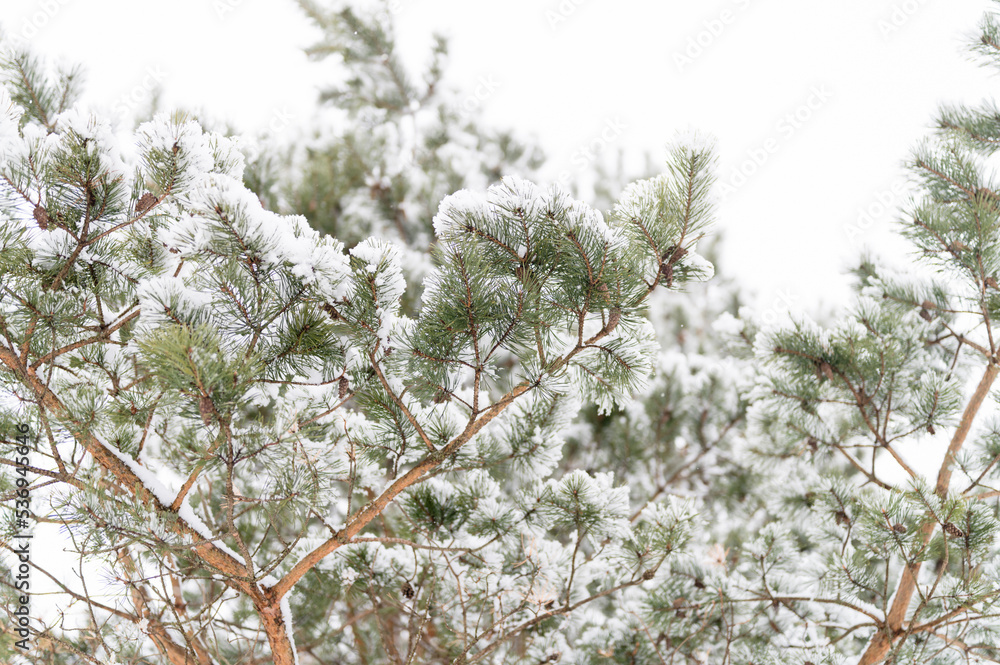 snowy winter season in nature. fresh icy frozen snow and snowflakes covered spruce or fir or pine tree branches on frosty winter day in forest or garden. cold weather. christmas time snowy winter season in nature. fresh icy frozen snow and snowflakes covered spruce or fir or pine tree branches on frosty winter day in forest or garden. cold weather. christmas time