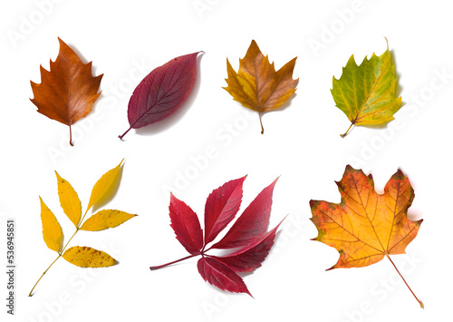 Autumn leaves on white background. Set of colorful leaves   decor.