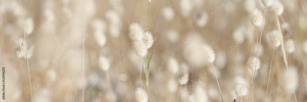 Fluffy field plants beige flora background, blurry