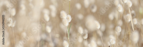 Fluffy field plants beige flora background, blurry © H_Ko
