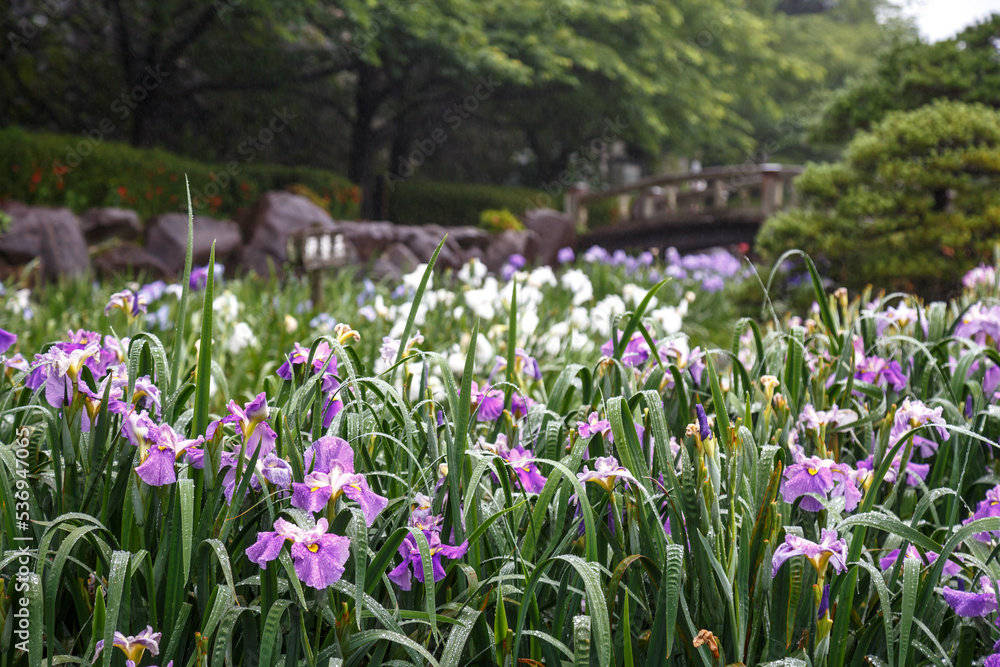 花菖蒲園 花菖蒲園