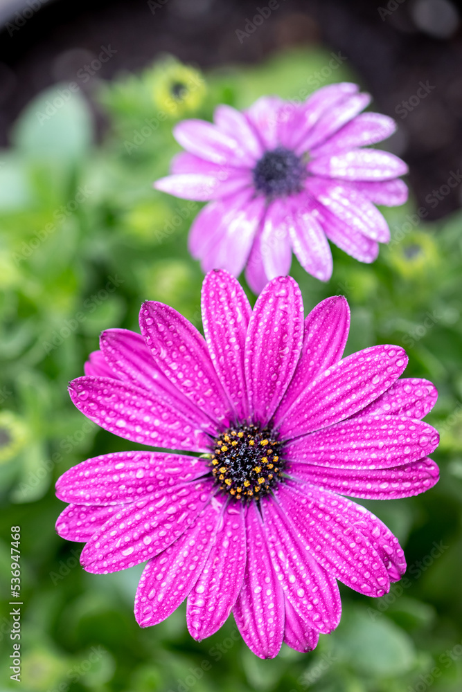 Fototapeta premium デイジーの花 春のイメージ