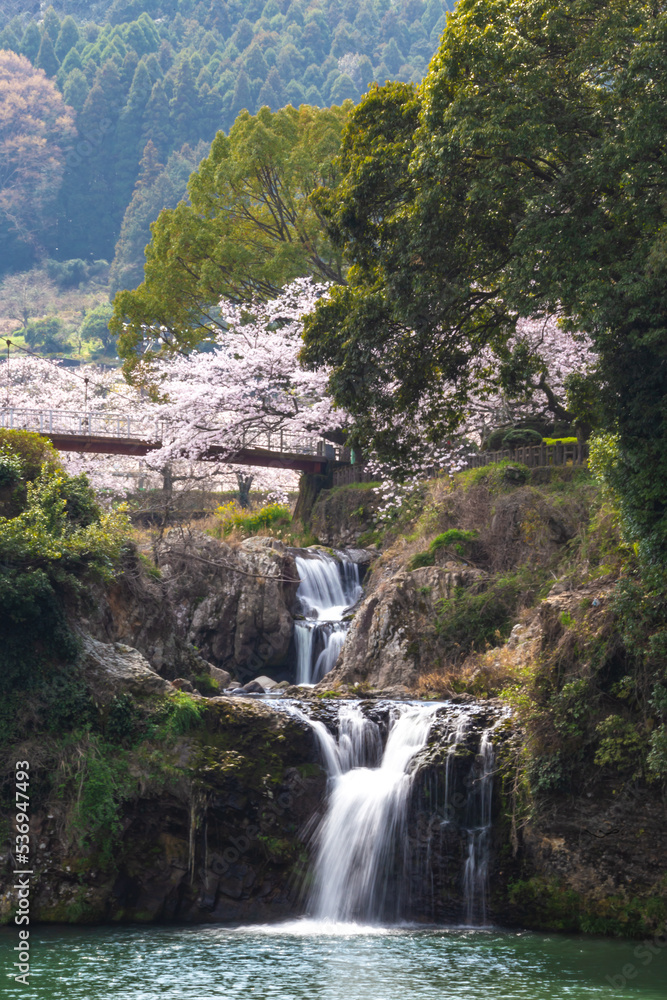 Obraz premium 桜の花 春の風景