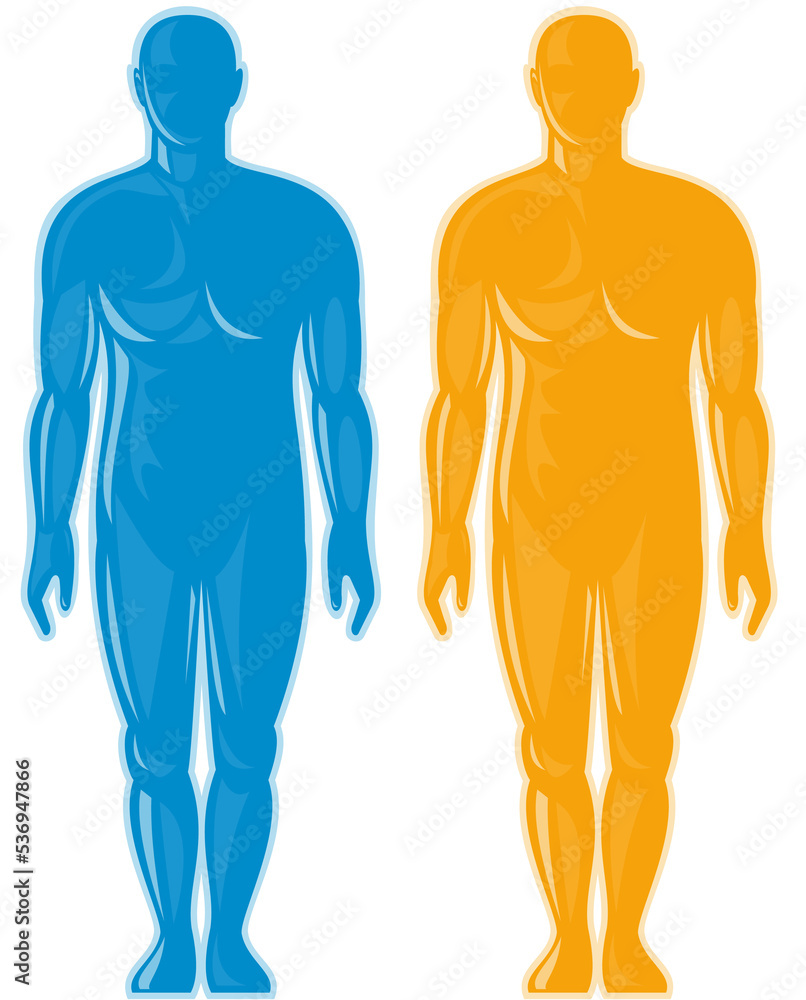 Male human anatomy standing front