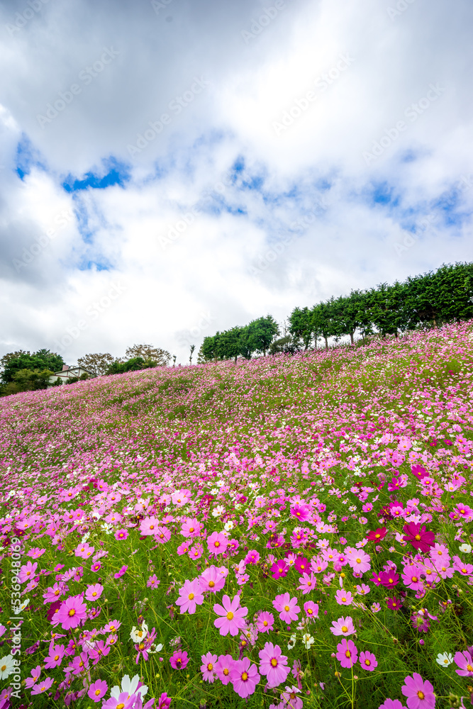 コスモスの花　秋のイメージ