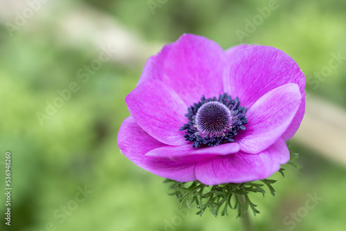 アネモネの花 春のイメージ