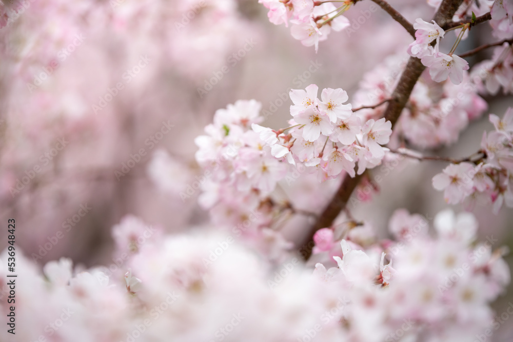 桜の花　春のイメージ