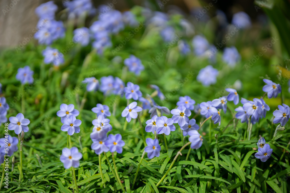 Obraz premium ハナニラの花 春のイメージ