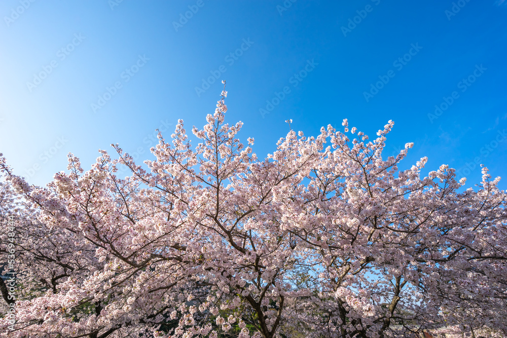 桜の花 春のイメージ 桜の花 春のイメージ