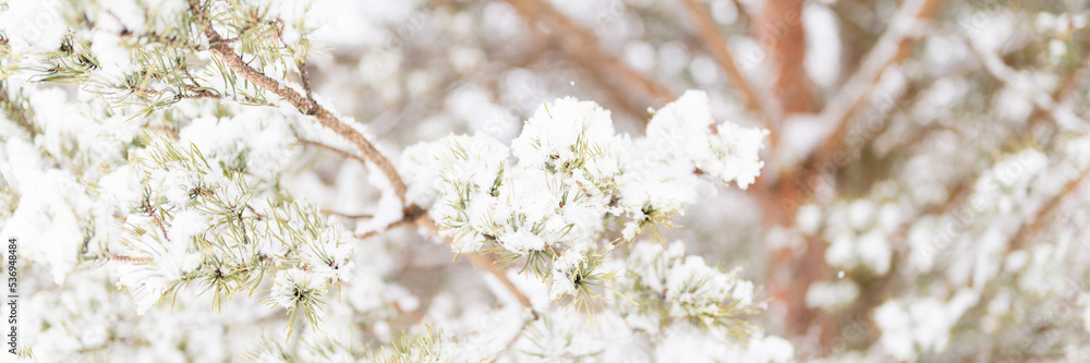 Naklejka premium snowy winter season in nature. fresh icy frozen snow and snowflakes covered spruce or fir or pine tree branches on frosty winter day in forest or garden. cold weather. christmas time. banner