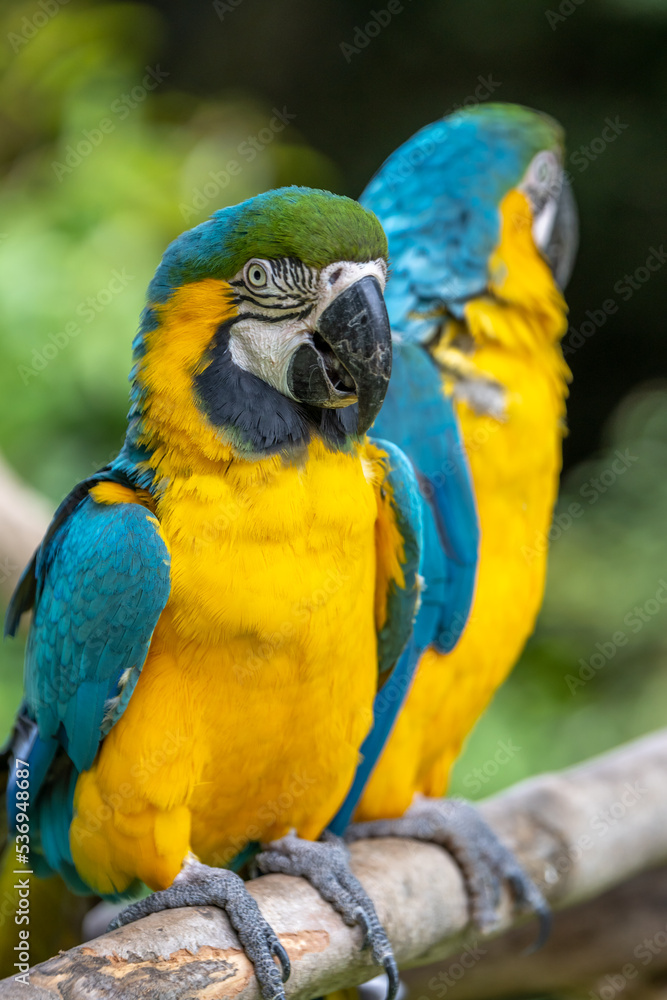 ルリコンゴウインコのポートレート