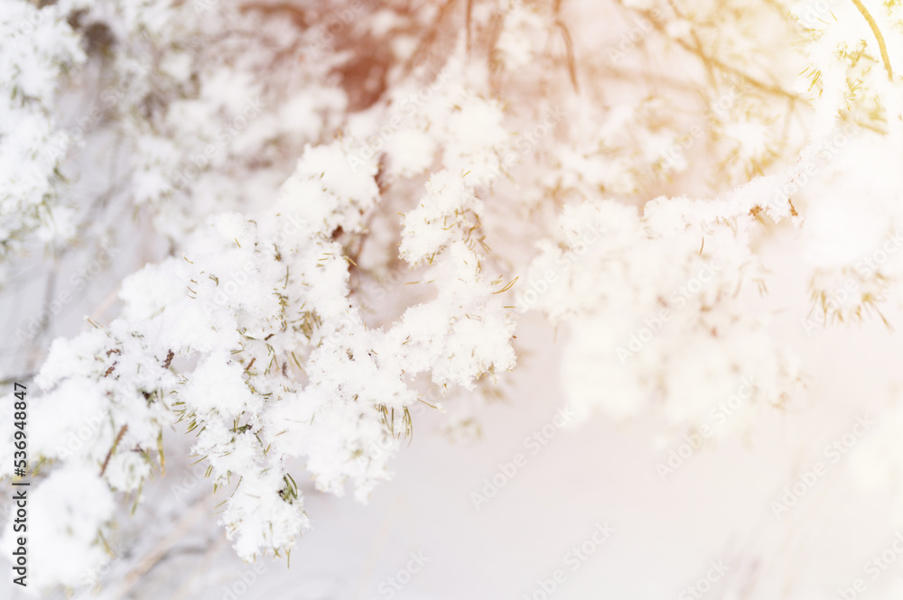 snowy winter season in nature. fresh icy frozen snow and snowflakes covered spruce or fir or pine tree branches on frosty winter day in forest or garden. cold weather. christmas time. flare snowy winter season in nature. fresh icy frozen snow and snowflakes covered spruce or fir or pine tree branches on frosty winter day in forest or garden. cold weather. christmas time. flare