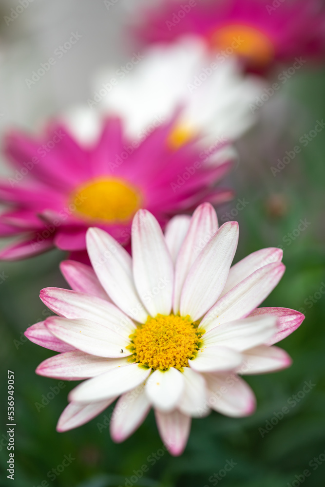 マーガレットの花 春のイメージ マーガレットの花 春のイメージ