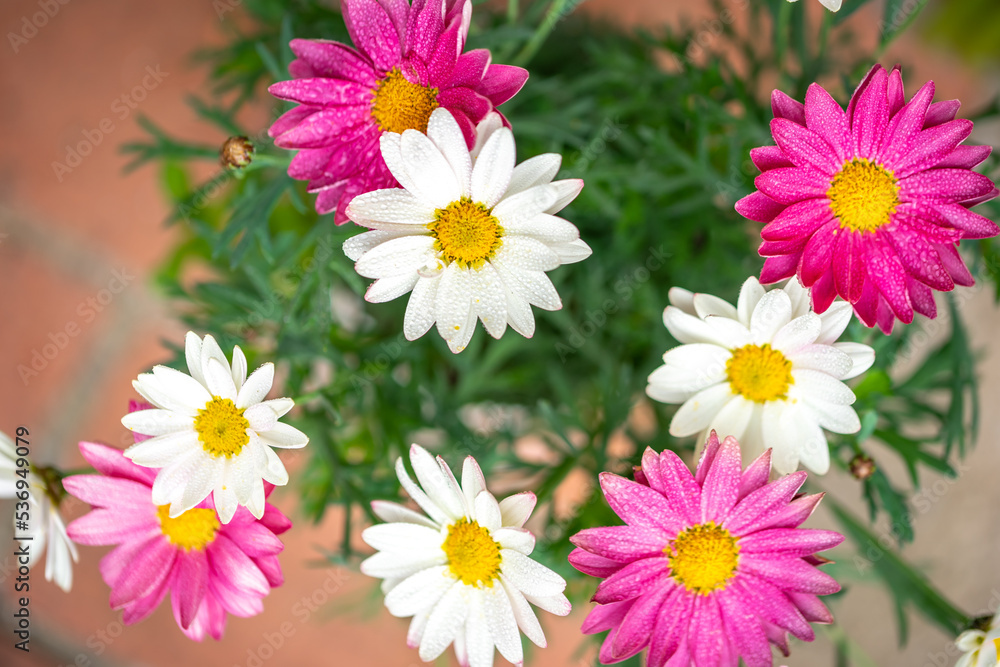 Fototapeta premium マーガレットの花 春のイメージ