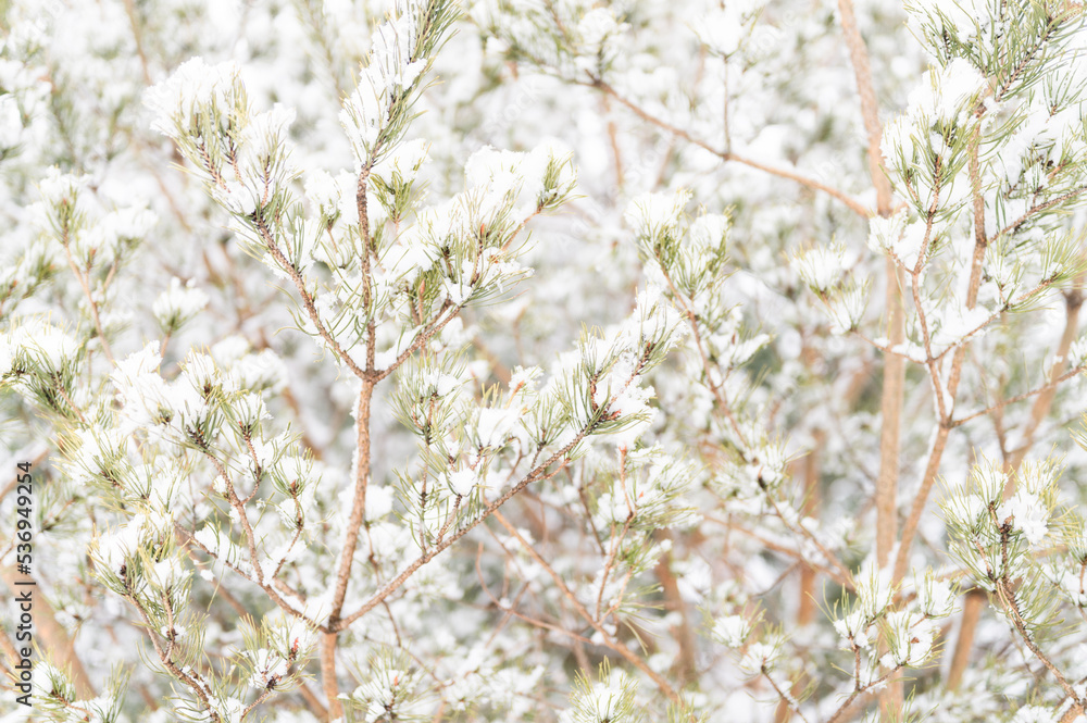 snowy winter season in nature. fresh icy frozen snow and snowflakes covered spruce or fir or pine tree branches on frosty winter day in forest or garden. cold weather. christmas time snowy winter season in nature. fresh icy frozen snow and snowflakes covered spruce or fir or pine tree branches on frosty winter day in forest or garden. cold weather. christmas time
