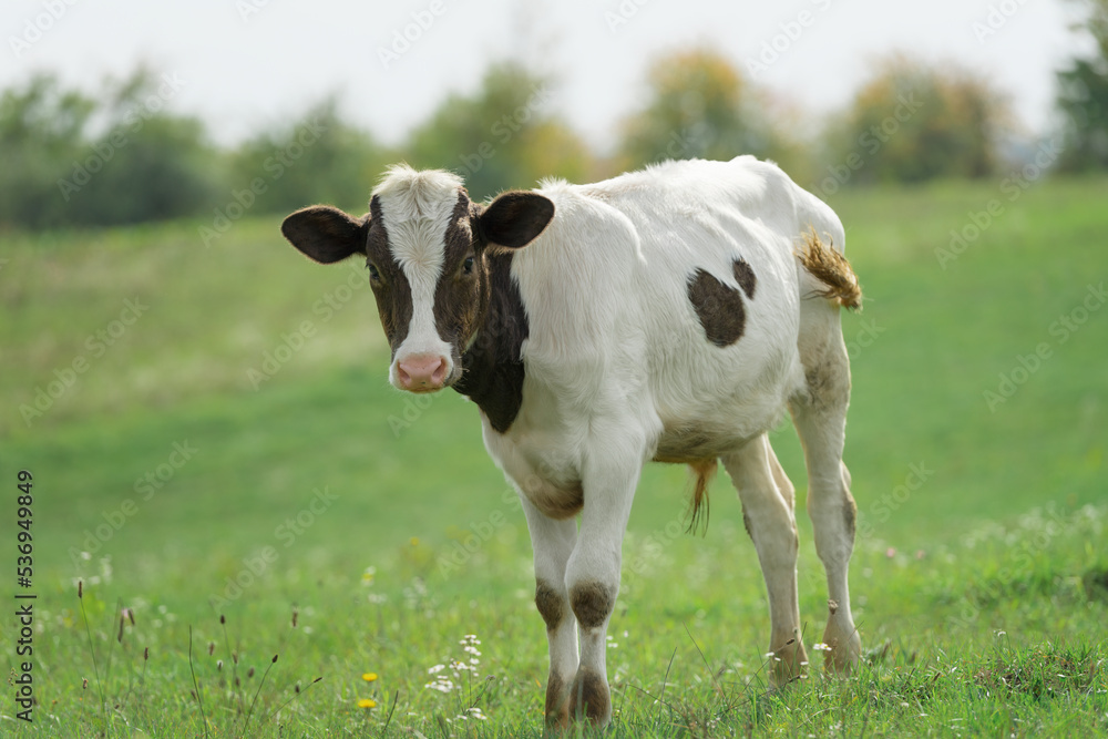 Portrait of a young bull grazing on a green meadow in the warm season. Three quarter length outdoors Portrait of a young bull grazing on a green meadow in the warm season. Three quarter length outdoors