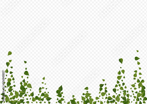 Lime Leaves Swirl Vector Transparent Background