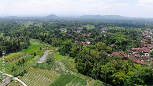 Paddy rice fields near Sriwedari village in Bali, aerial view photo