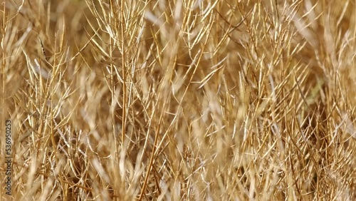 tilt up shot of rapeseed crop golden yellow ready to harvest photo