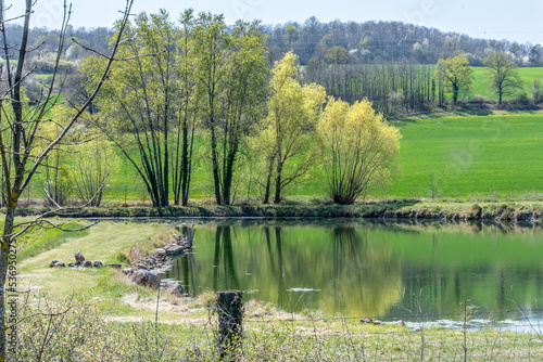 bosquet d'arbres avec 2 saules au feuillage vert tendre surplombant un petit étang par une belle matinée printanière photo