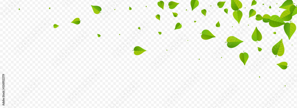 Mint Leaf Abstract Vector Panoramic Transparent Mint Leaf Abstract Vector Panoramic Transparent