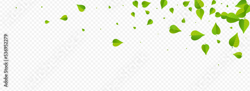 Mint Leaf Abstract Vector Panoramic Transparent