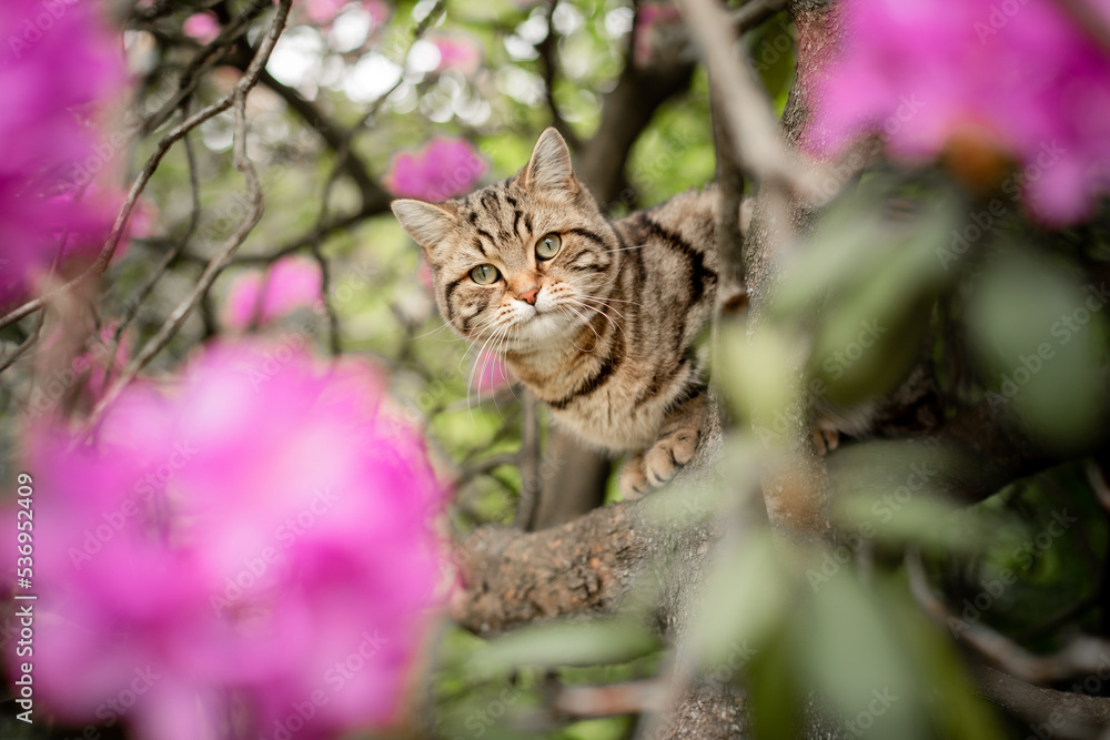 Hauskater im Baum im Garten Hauskater im Baum im Garten