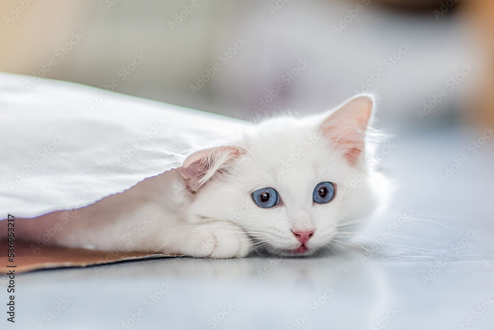 Katze, Heilige Birma im Wohnzimmer, Kätzchen Katze, Heilige Birma im Wohnzimmer, Kätzchen
