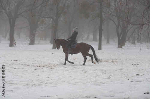 A shot of a horse gallops in heavy fog in winter forest at Holosiivskyi National Nature Park  Kyiv  Ukraine