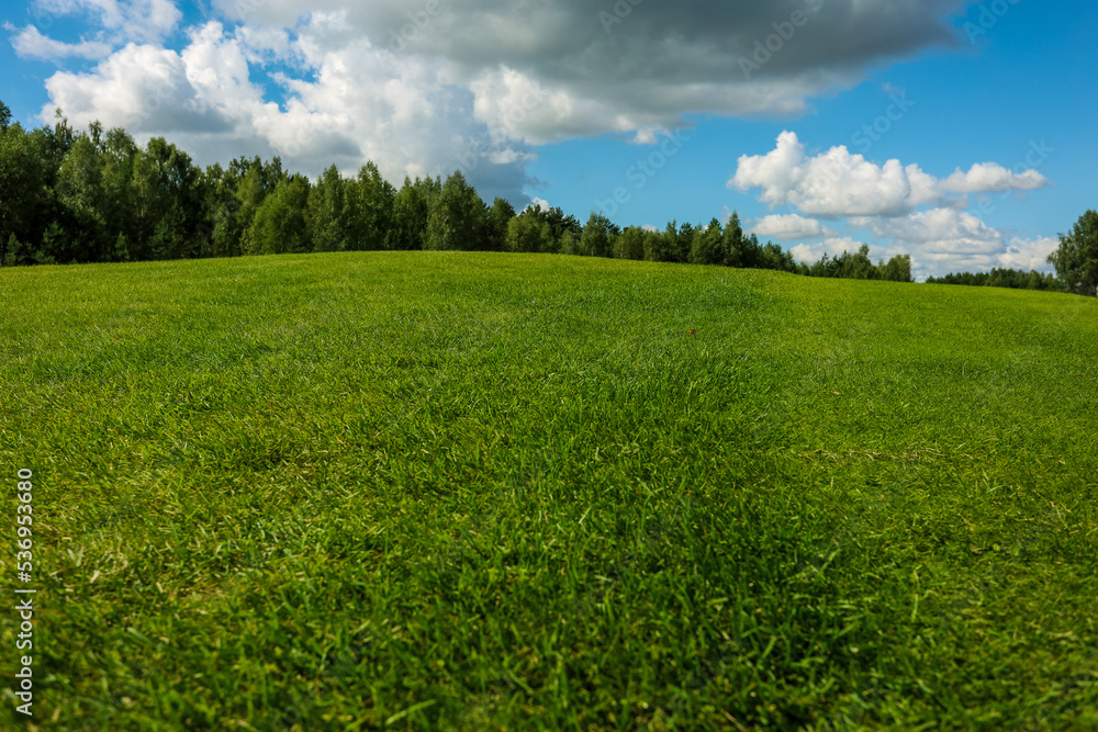 Fototapeta premium Green field against the background of forest and a blue sky