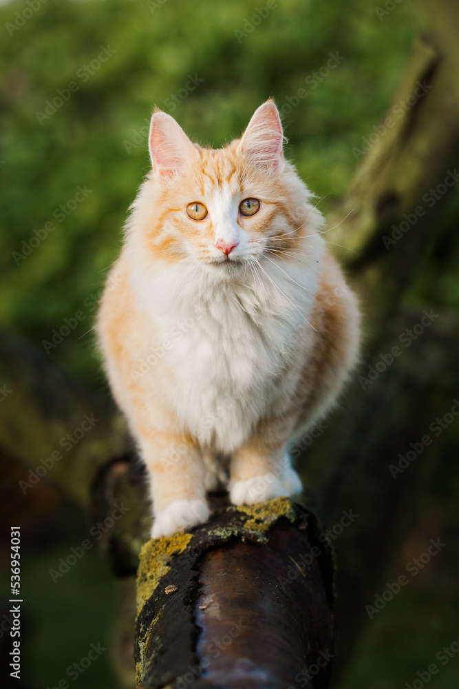 Fototapeta premium Katze im Garten, klettert auf Baum, Norwegische Waldkatze