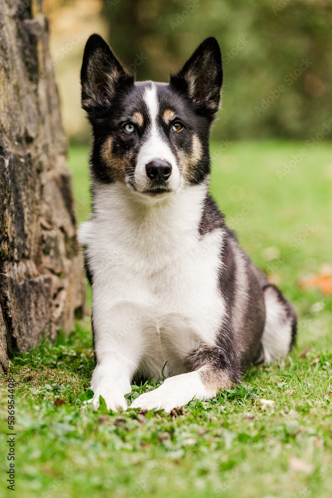 Husky Mix Husky Mix