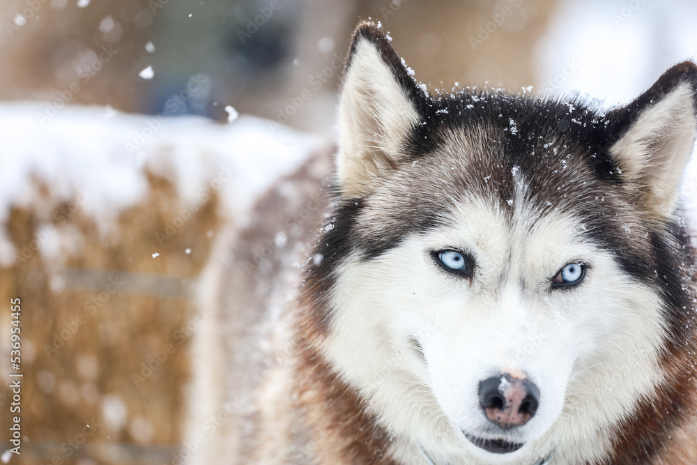 Husky in winter. close-up portrait Husky in winter. close-up portrait