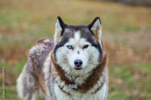 Portrait of husky. Friendship forever.