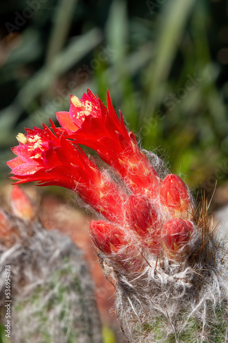 Sydney Australia, close up of red flower of woolly oreocereus cactus in a desert garden photo