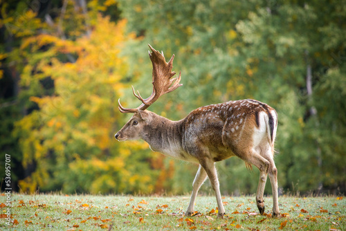 fallow deer in nature park