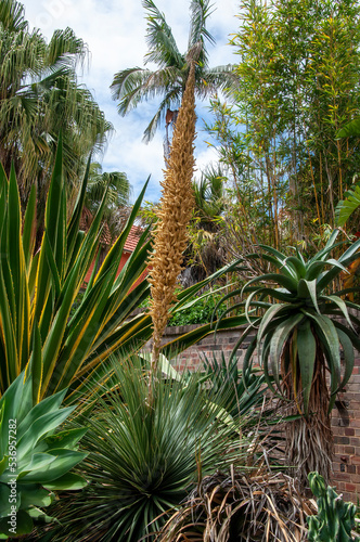 Sydney Australia, dasylirion wheeleri with flower stem in cactus garden photo