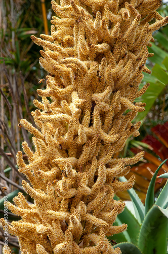 Sydney Australia, close-up of dasylirion wheeleri flower stem photo