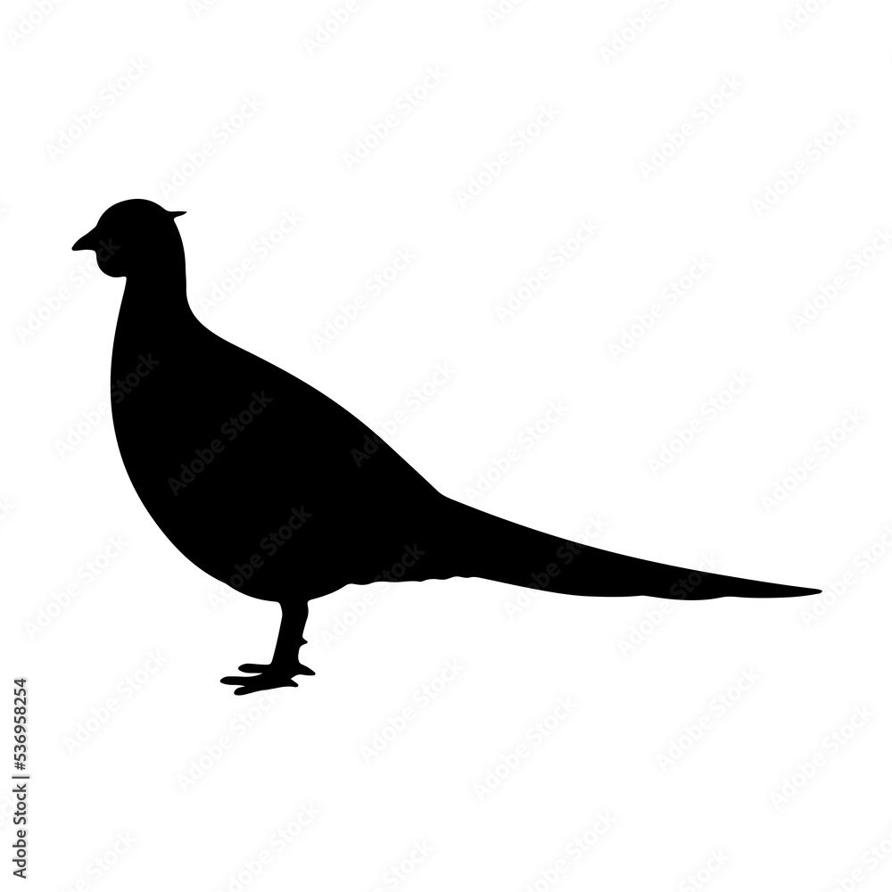 Fototapeta premium silhouette of a bird
