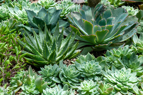 Sydney Australia, view across succulent garden with a variety of small plants