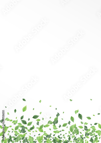 Mint Leaf Forest Vector White Background Plant.