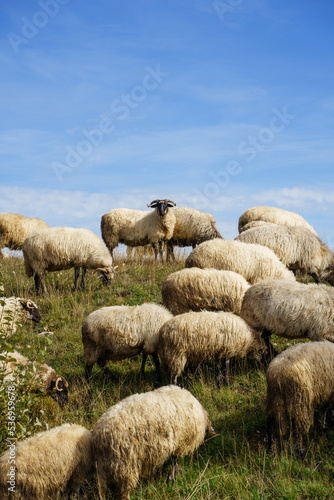 sheep on a hill