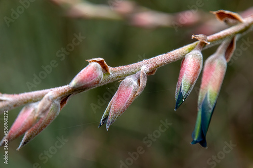 Sydney Australia, flower stem of a hechtia marnier-lapostollei native to mexico